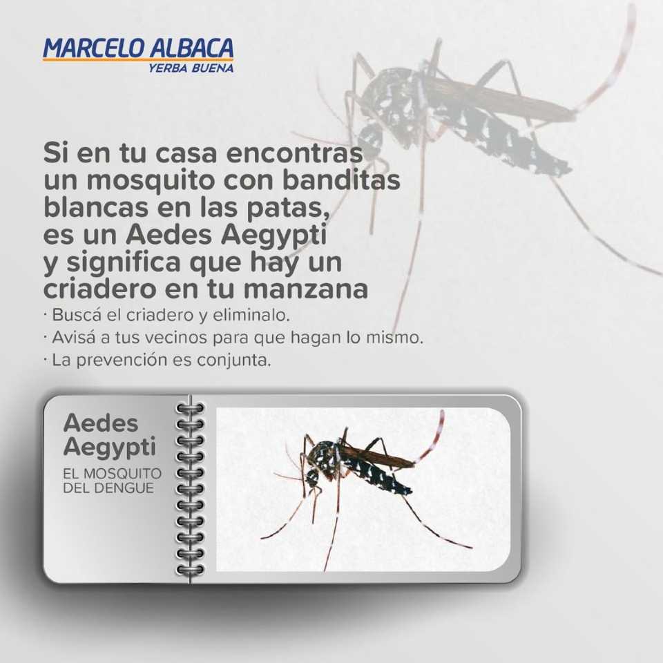 Dengue Reconocer Al Mosquito Aedes Aegypti Marcelo Albaca